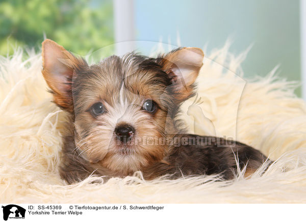 Yorkshire Terrier Welpe / Yorkshire Terrier Puppy / SS-45369