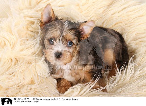 Yorkshire Terrier Welpe / Yorkshire Terrier Puppy / SS-45371