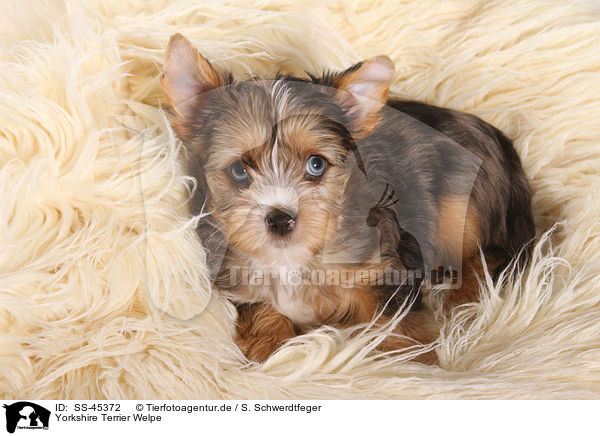 Yorkshire Terrier Welpe / Yorkshire Terrier Puppy / SS-45372