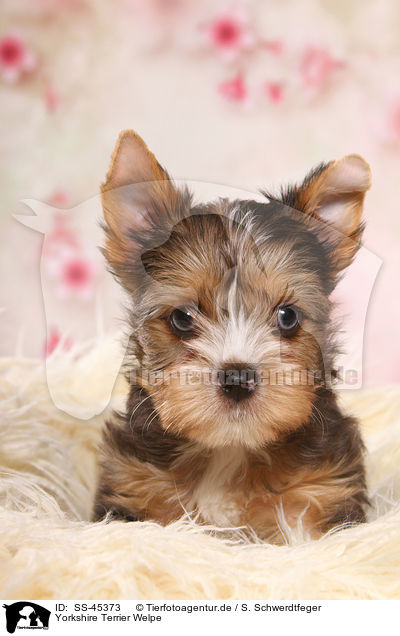 Yorkshire Terrier Welpe / Yorkshire Terrier Puppy / SS-45373