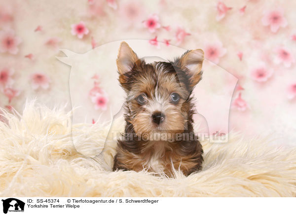 Yorkshire Terrier Welpe / Yorkshire Terrier Puppy / SS-45374