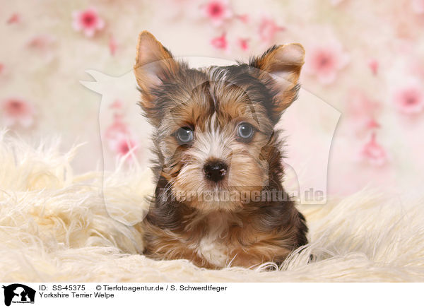 Yorkshire Terrier Welpe / Yorkshire Terrier Puppy / SS-45375