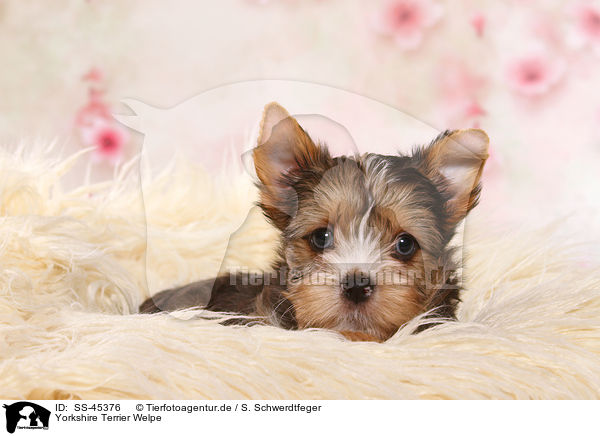 Yorkshire Terrier Welpe / Yorkshire Terrier Puppy / SS-45376