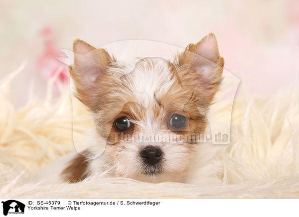 Yorkshire Terrier Welpe / Yorkshire Terrier Puppy / SS-45379
