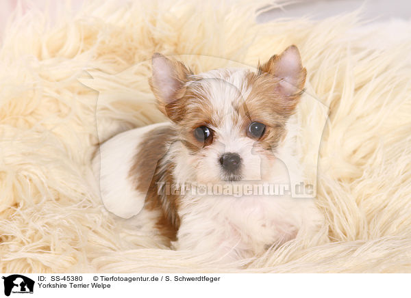 Yorkshire Terrier Welpe / Yorkshire Terrier Puppy / SS-45380