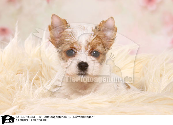 Yorkshire Terrier Welpe / Yorkshire Terrier Puppy / SS-45383