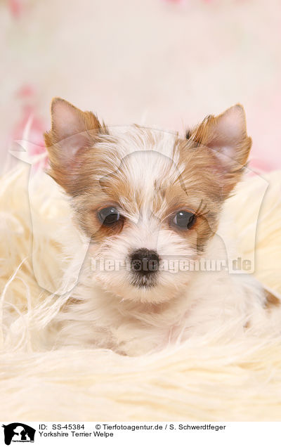Yorkshire Terrier Welpe / Yorkshire Terrier Puppy / SS-45384
