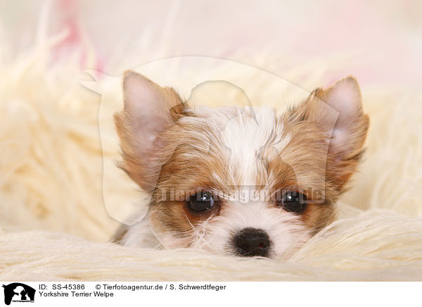 Yorkshire Terrier Welpe / Yorkshire Terrier Puppy / SS-45386