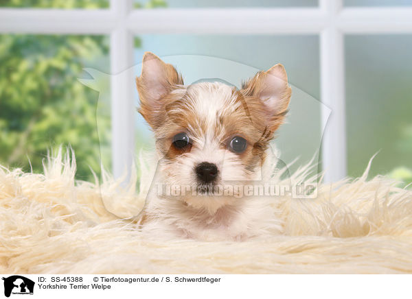 Yorkshire Terrier Welpe / Yorkshire Terrier Puppy / SS-45388