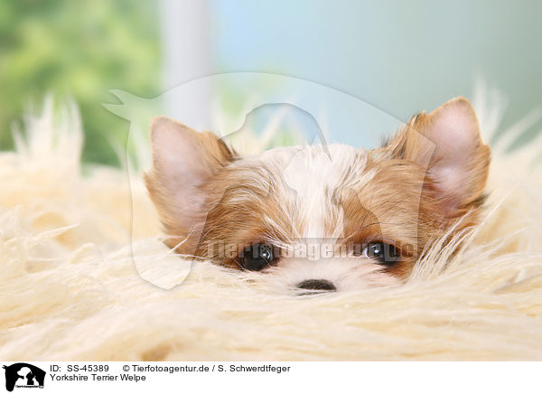 Yorkshire Terrier Welpe / Yorkshire Terrier Puppy / SS-45389