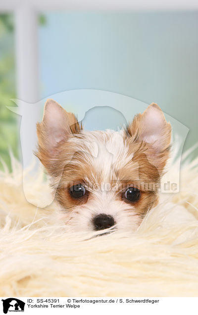 Yorkshire Terrier Welpe / Yorkshire Terrier Puppy / SS-45391