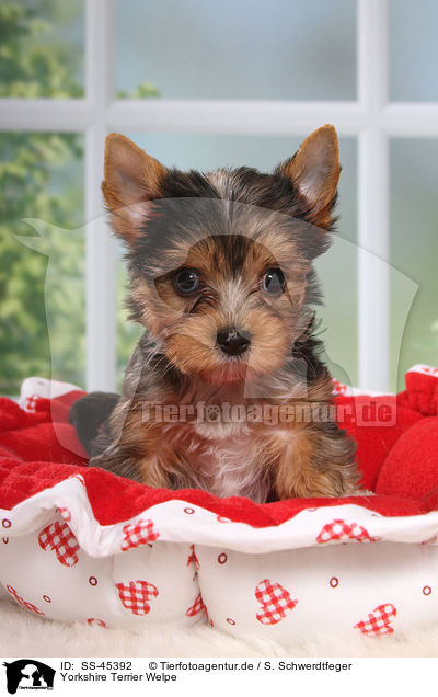 Yorkshire Terrier Welpe / Yorkshire Terrier Puppy / SS-45392