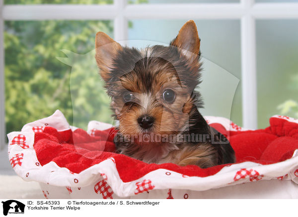 Yorkshire Terrier Welpe / Yorkshire Terrier Puppy / SS-45393