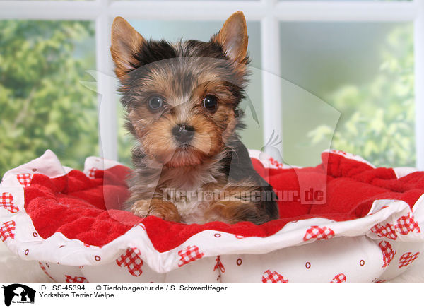 Yorkshire Terrier Welpe / Yorkshire Terrier Puppy / SS-45394