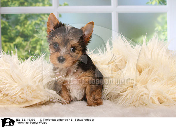 Yorkshire Terrier Welpe / Yorkshire Terrier Puppy / SS-45396