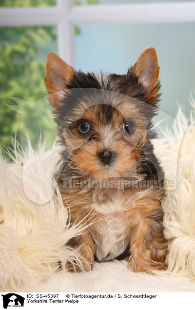Yorkshire Terrier Welpe / Yorkshire Terrier Puppy / SS-45397