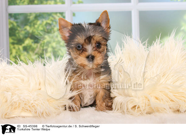 Yorkshire Terrier Welpe / Yorkshire Terrier Puppy / SS-45398
