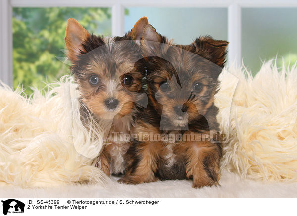 2 Yorkshire Terrier Welpen / 2 Yorkshire Terrier Puppies / SS-45399
