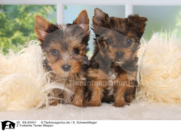 2 Yorkshire Terrier Welpen / 2 Yorkshire Terrier Puppies / SS-45401