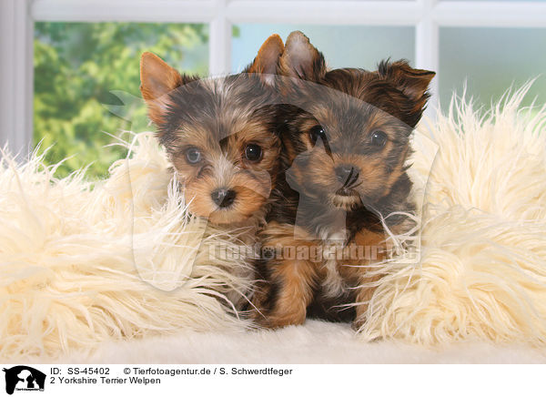 2 Yorkshire Terrier Welpen / 2 Yorkshire Terrier Puppies / SS-45402