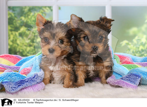 2 Yorkshire Terrier Welpen / 2 Yorkshire Terrier Puppies / SS-45404
