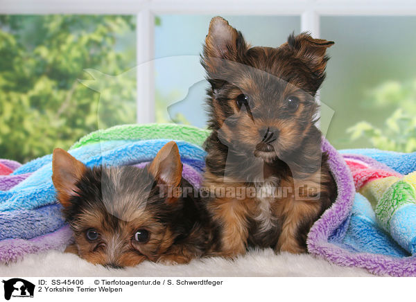 2 Yorkshire Terrier Welpen / 2 Yorkshire Terrier Puppies / SS-45406
