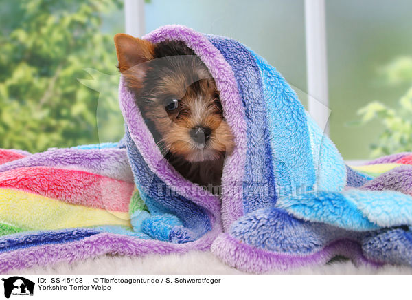 Yorkshire Terrier Welpe / Yorkshire Terrier Puppy / SS-45408