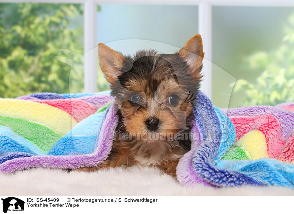 Yorkshire Terrier Welpe / Yorkshire Terrier Puppy / SS-45409