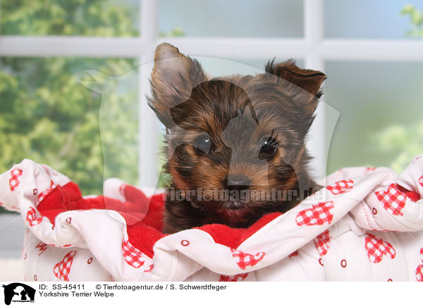 Yorkshire Terrier Welpe / Yorkshire Terrier Puppy / SS-45411