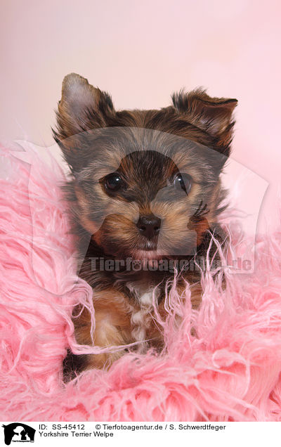 Yorkshire Terrier Welpe / Yorkshire Terrier Puppy / SS-45412