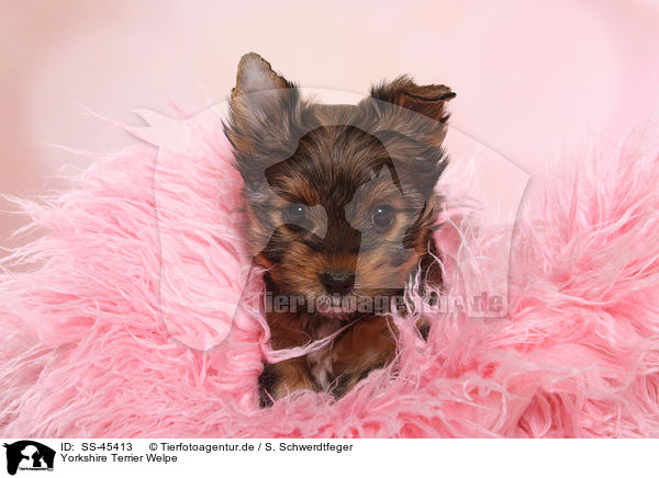 Yorkshire Terrier Welpe / Yorkshire Terrier Puppy / SS-45413