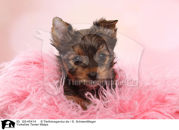 Yorkshire Terrier Welpe / Yorkshire Terrier Puppy / SS-45414