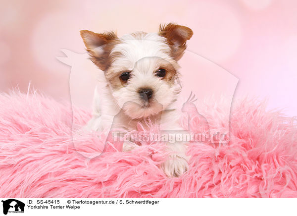 Yorkshire Terrier Welpe / SS-45415
