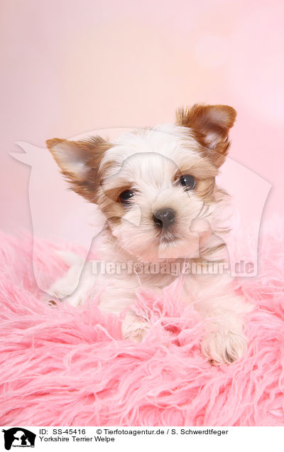 Yorkshire Terrier Welpe / Yorkshire Terrier Puppy / SS-45416
