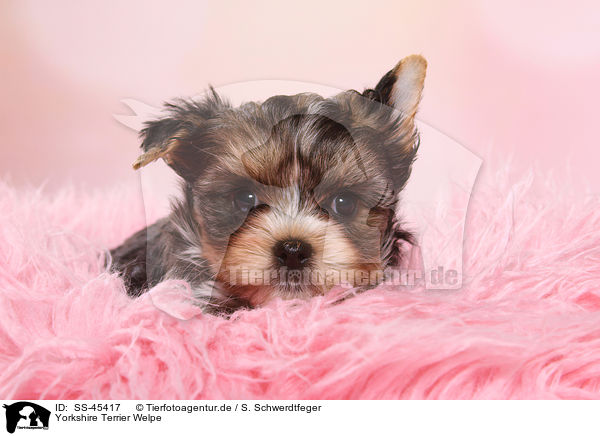 Yorkshire Terrier Welpe / Yorkshire Terrier Puppy / SS-45417
