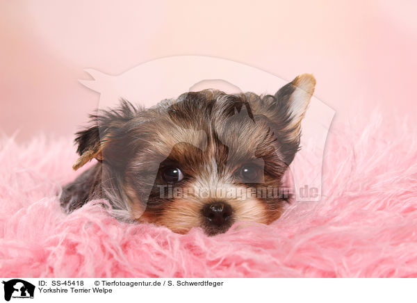 Yorkshire Terrier Welpe / Yorkshire Terrier Puppy / SS-45418