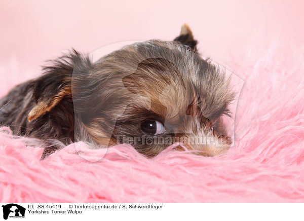 Yorkshire Terrier Welpe / Yorkshire Terrier Puppy / SS-45419
