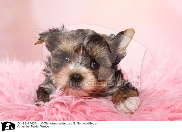 Yorkshire Terrier Welpe / Yorkshire Terrier Puppy / SS-45420