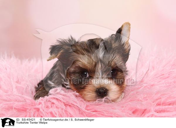 Yorkshire Terrier Welpe / Yorkshire Terrier Puppy / SS-45421