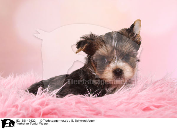 Yorkshire Terrier Welpe / Yorkshire Terrier Puppy / SS-45422