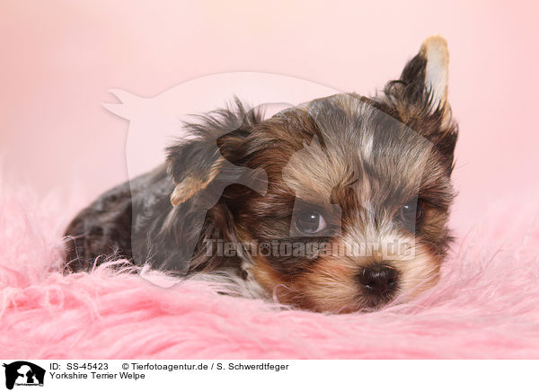 Yorkshire Terrier Welpe / Yorkshire Terrier Puppy / SS-45423