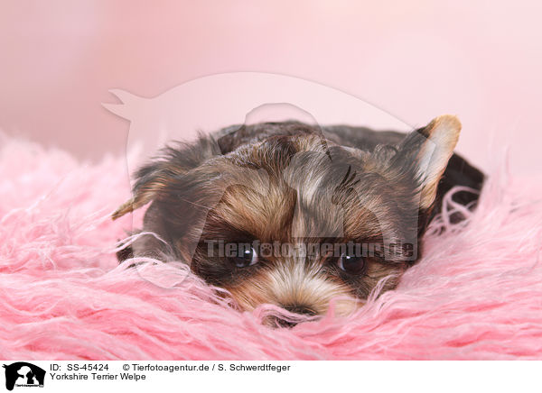 Yorkshire Terrier Welpe / Yorkshire Terrier Puppy / SS-45424