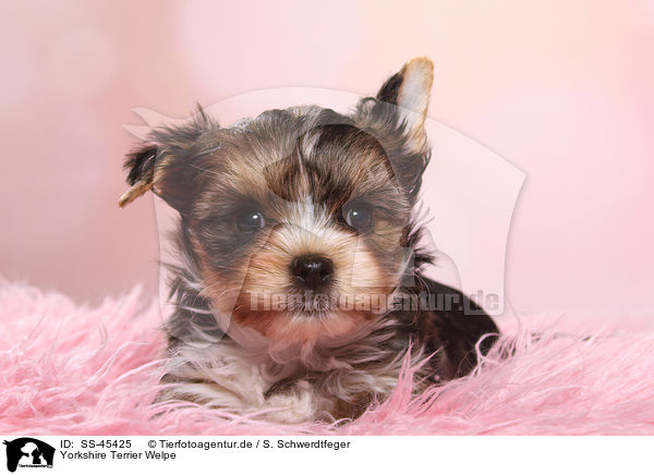 Yorkshire Terrier Welpe / Yorkshire Terrier Puppy / SS-45425