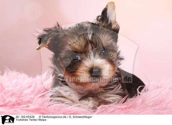 Yorkshire Terrier Welpe / Yorkshire Terrier Puppy / SS-45426