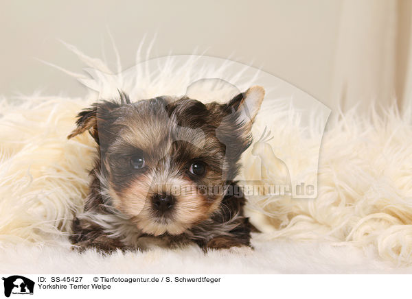 Yorkshire Terrier Welpe / Yorkshire Terrier Puppy / SS-45427