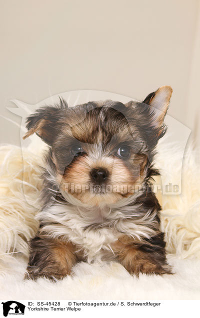 Yorkshire Terrier Welpe / Yorkshire Terrier Puppy / SS-45428