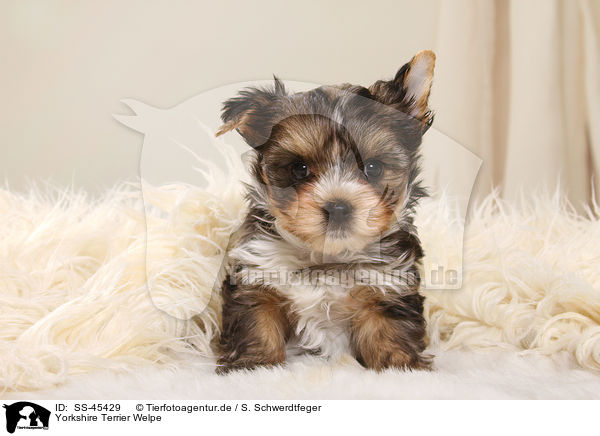 Yorkshire Terrier Welpe / Yorkshire Terrier Puppy / SS-45429