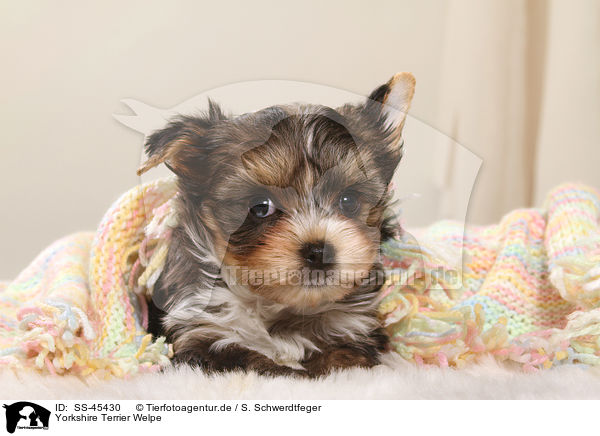 Yorkshire Terrier Welpe / Yorkshire Terrier Puppy / SS-45430
