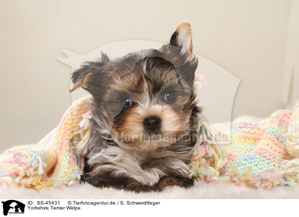 Yorkshire Terrier Welpe / Yorkshire Terrier Puppy / SS-45431