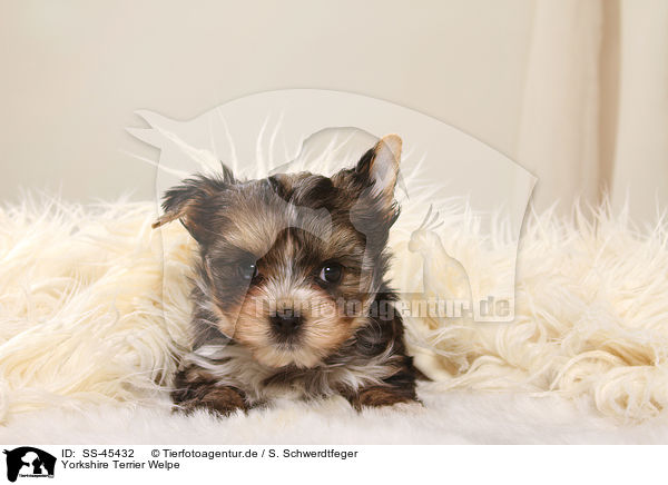 Yorkshire Terrier Welpe / Yorkshire Terrier Puppy / SS-45432